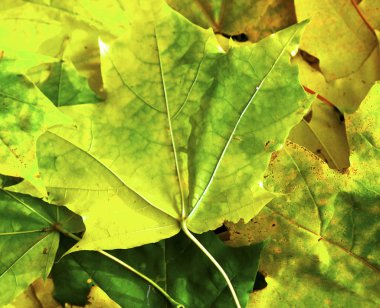 yaban hayatı sonbahar arka planlar çeşitli. mikro-stok fotoğraf 