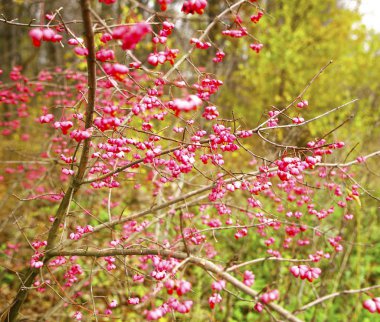 güzel manzara ve doğa fotoğrafları mikro stokunun manzarasına sahip sonbahar öğeleri