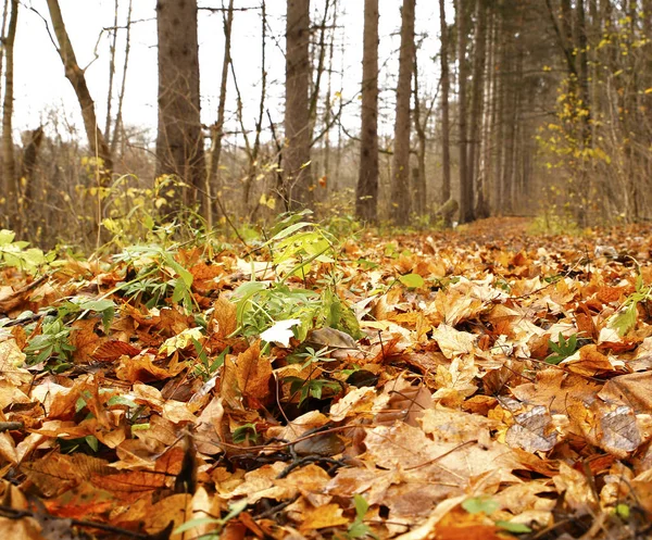 Красивые Пейзажи Осенние Элементы Видом Природу Фотографий Микро Инвентарь — стоковое фото