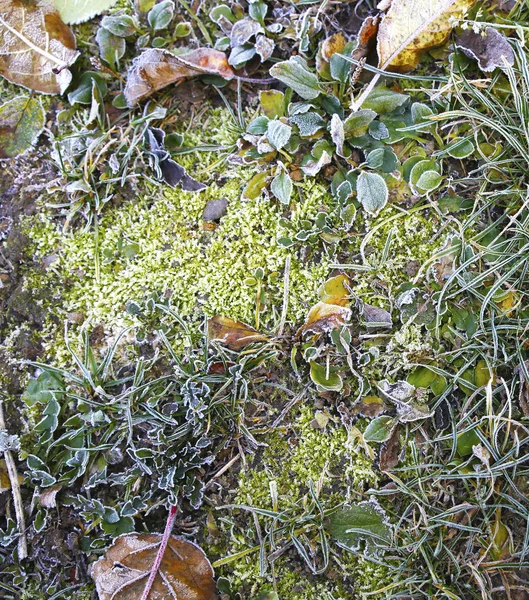 First Frost Leaves Grass Photo Micro Stock — Stock Photo, Image