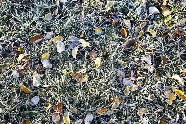 Première Gelée Sur Les Feuilles Photo Herbe Pour Micro Stock — Photo