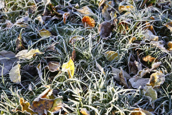 Première Gelée Sur Les Feuilles Photo Herbe Pour Micro Stock — Photo