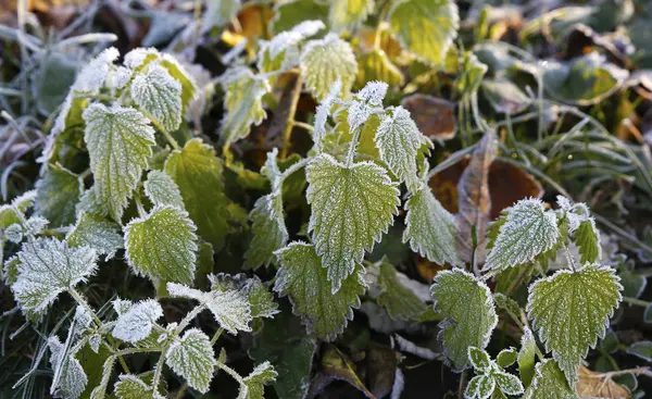 Première Gelée Sur Les Feuilles Photo Herbe Pour Micro Stock — Photo