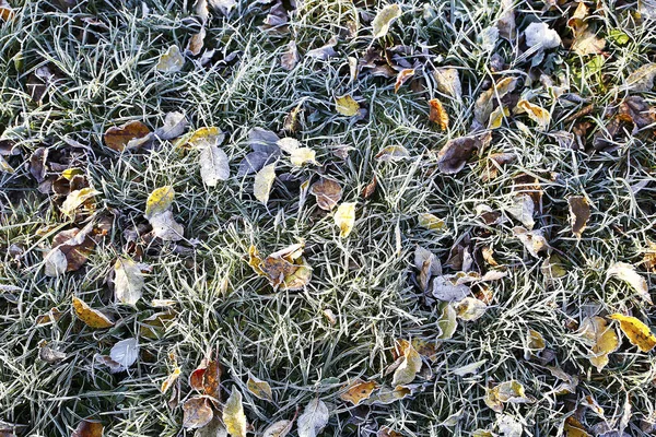 Перший Мороз Листках Траві Фото Мікро Стоку — стокове фото