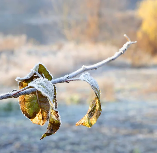 Eerste Vorst Bladeren Gras Foto Voor Micro Stock — Stockfoto