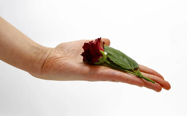 Hands of lovers photo — Stock Photo, Image