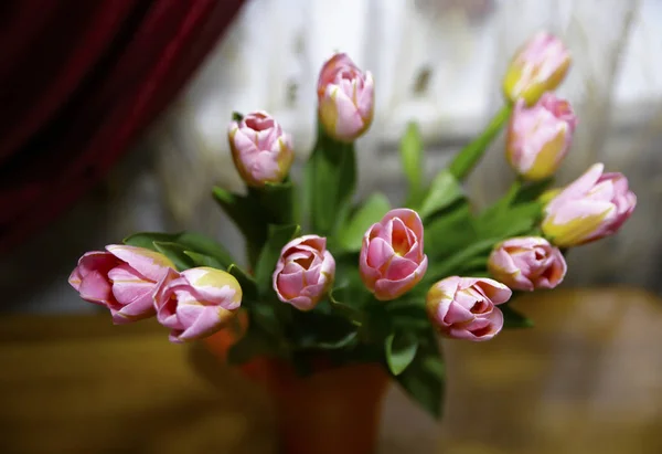 beautiful bouquet of colorful spring tulips photo for micro-stock