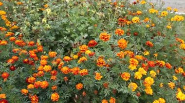 flowerbed harika çiçekler ile