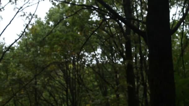 forêt de bois. arbres fond. paysage naturel vert. nature sauvage 