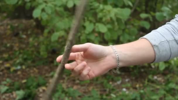 De jonge man twirling een stok tussen uw vingers in het bos — Stockvideo