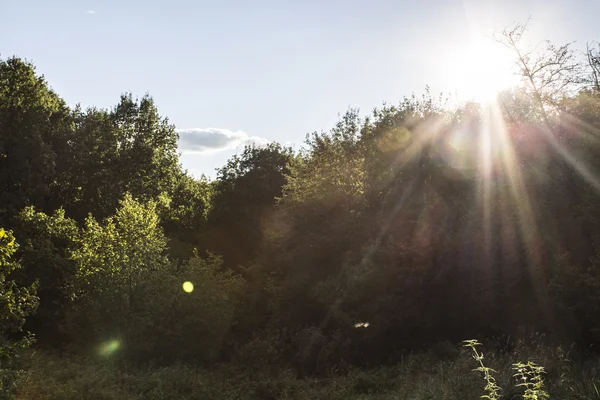 Wald von der Sonne erleuchtet — Stockfoto