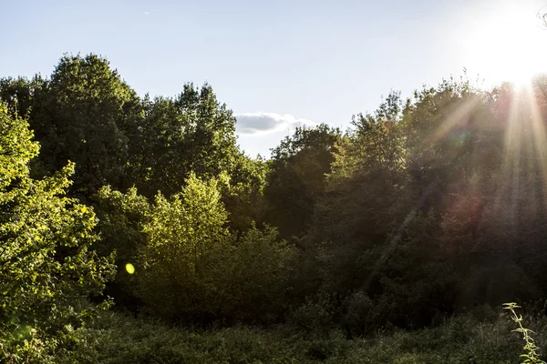 Güneş tarafından aydınlatılmış orman