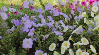 flowerbed harika çiçekler ile
