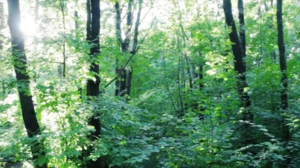 Bosque forestal. fondo árboles. naturaleza verde paisaje. naturaleza salvaje — Vídeos de Stock