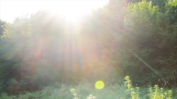 Bosque verde iluminado por el sol — Vídeo de stock