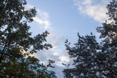 Güzel ağaçlar gökyüzü arka plan üzerinde