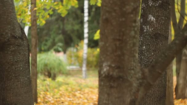 Schöne Stadtpaare im Herbst — Stockvideo