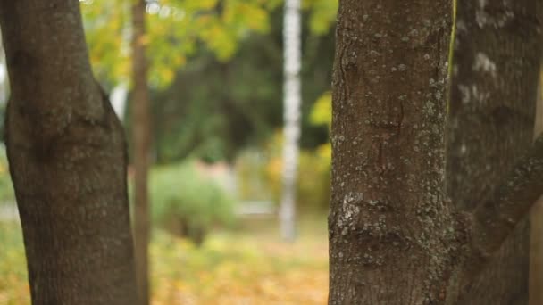 Hermosa ciudad pares en el otoño — Vídeo de stock