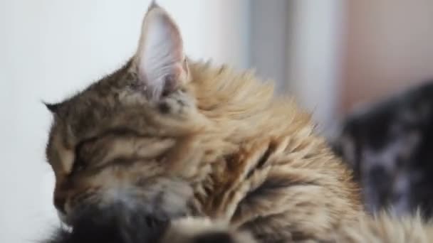 Чоловік грає з красивою сірою кішкою — стокове відео