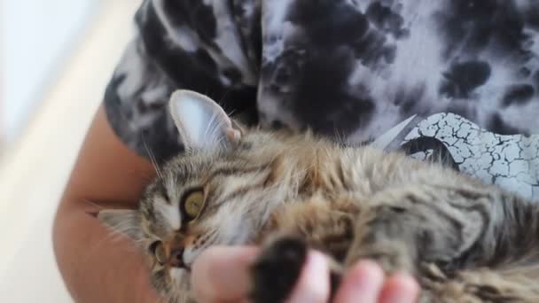 Hombre juega con un hermoso gato gris — Vídeos de Stock