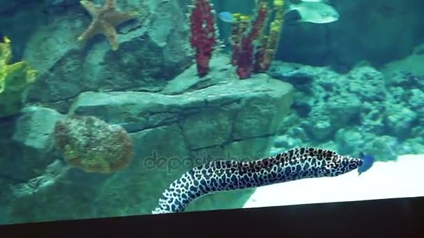 Aquarium met veel tropische vissen, groot en klein — Stockvideo