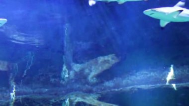 İçinde belgili tanımlık akvaryum sualtı ışık ışınları