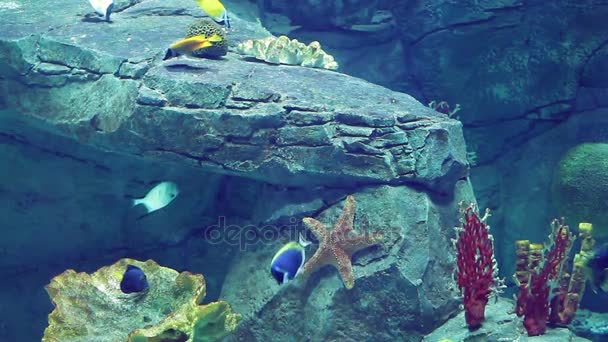 Aquarium with a large amount of tropical fish large and small — Stock Video