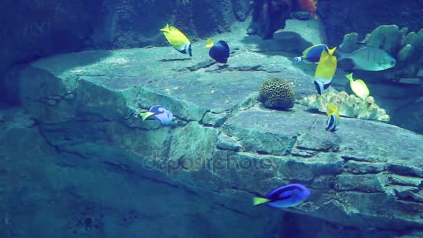 Aquarium with a large amount of tropical fish large and small — Stock Video