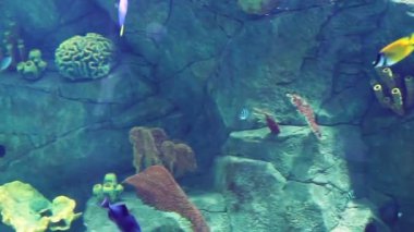 Tropikal balık büyük ve küçük büyük miktarda akvaryum