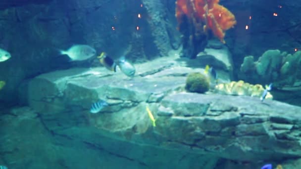 Aquarium with a large amount of tropical fish large and small — Stock Video