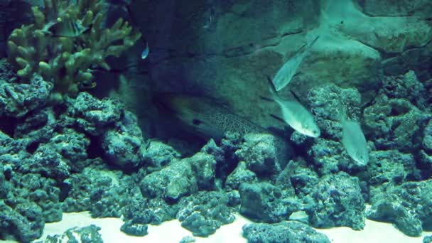 Akwarium z dużej ilości ryb tropikalnych, dużych i małych — Wideo stockowe