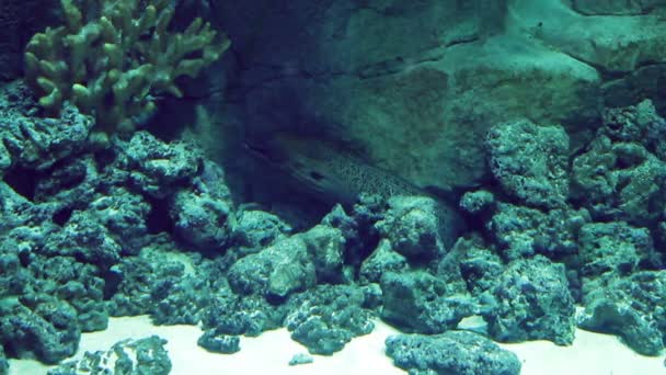 Аквариум с большим количеством тропических рыб больших и малых — стоковое видео