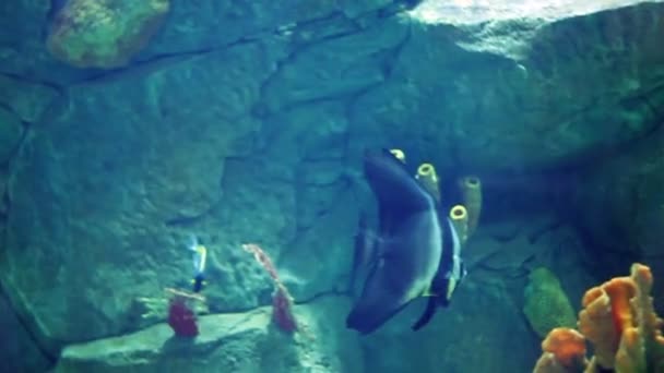 Aquarium mit einer großen Anzahl an großen und kleinen tropischen Fischen — Stockvideo