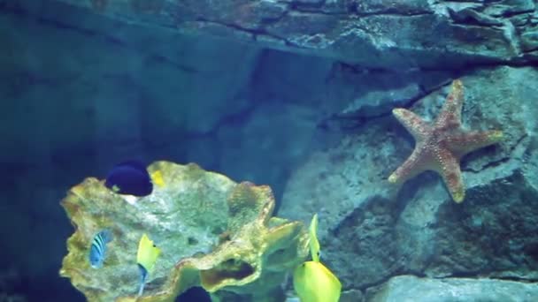 Аквариум с большим количеством тропических рыб больших и малых — стоковое видео