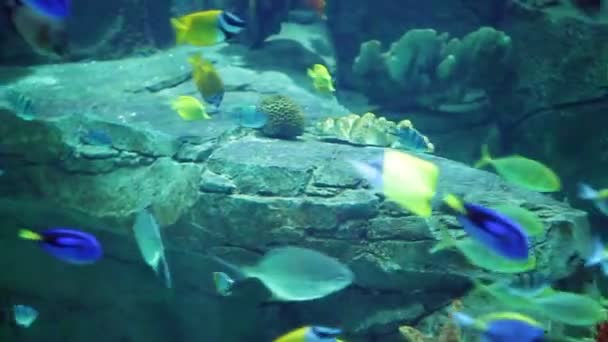 Acuario con una gran cantidad de peces tropicales grandes y pequeños — Vídeo de stock