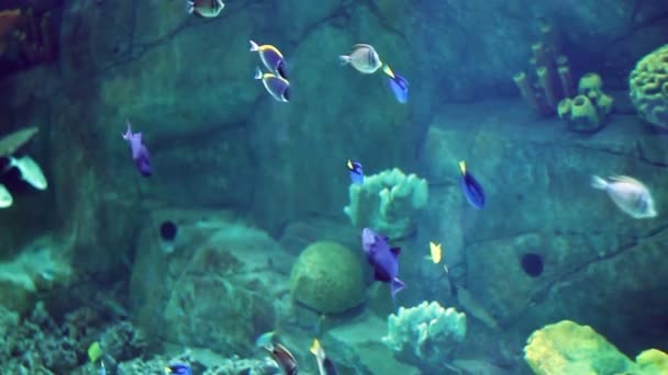 Akvarium med en stor mängd tropiska fiskar stora och små — Stockvideo