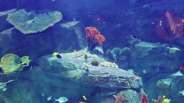 Aquarium mit einer großen Anzahl an großen und kleinen tropischen Fischen — Stockvideo