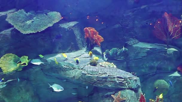 Aquarium met veel tropische vissen, groot en klein — Stockvideo