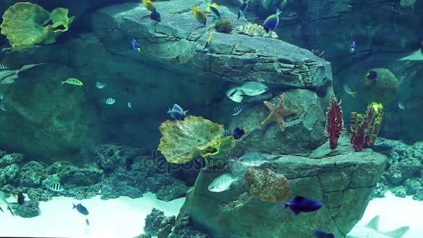 Aquarium met veel tropische vissen, groot en klein — Stockvideo