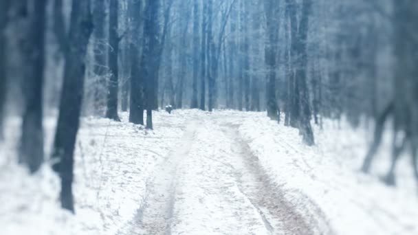 Bela paisagem de inverno com madeiras — Vídeo de Stock
