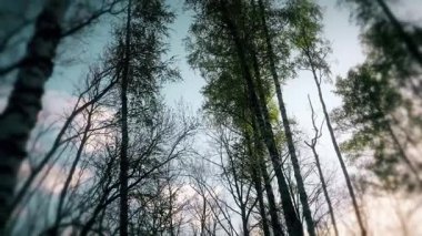 Bahar Forrest. Kursk orman taze yeşil ormanda