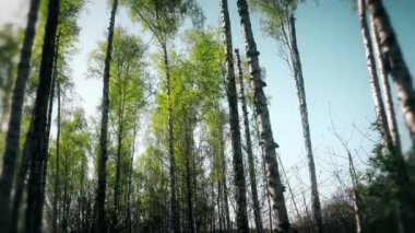 Kursk Forrest arkasında güzel günbatımı