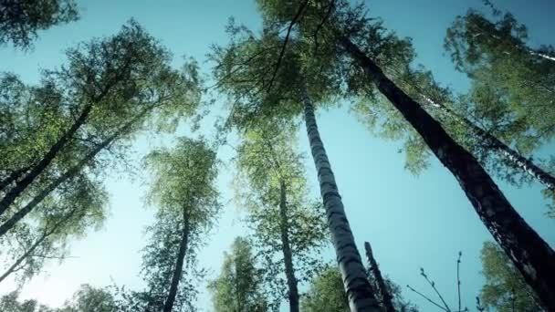 Spring Forrest. Bois verts frais dans la forêt de Kursk 
