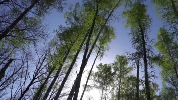 Άνοιξη Forrest. Φρέσκο πράσινο δάσος με το δάσος του Κουρσκ — Αρχείο Βίντεο