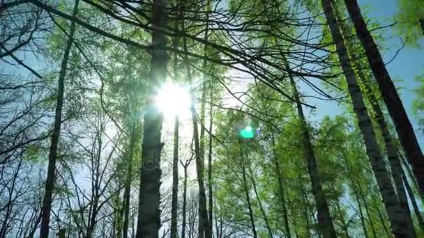 Krásný západ slunce za Forrest v Kurském oblouku — Stock video