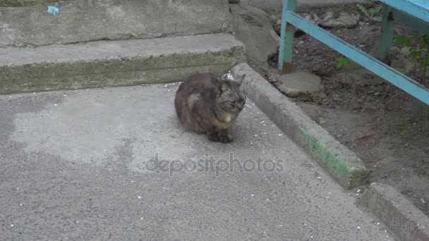 Bir evin girişine yakın iki kedi — Stok video