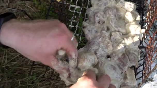 Handen van de jonge man zet de stukken van de spiesjes in de grill — Stockvideo