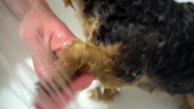 bir Yorkshire Terrier yıkayın. Bakım salonları damat içinde köpekler için