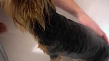 bir Yorkshire Terrier yıkayın. Bakım salonları damat içinde köpekler için