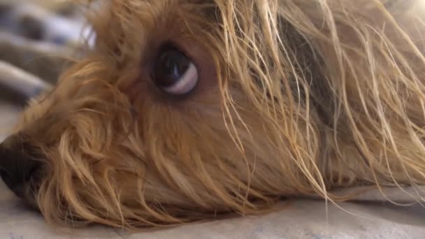 O pequeno yorkshire terrier dorme na cama, o melhor amigo do Mans. Yorkshire Terrier — Vídeo de Stock